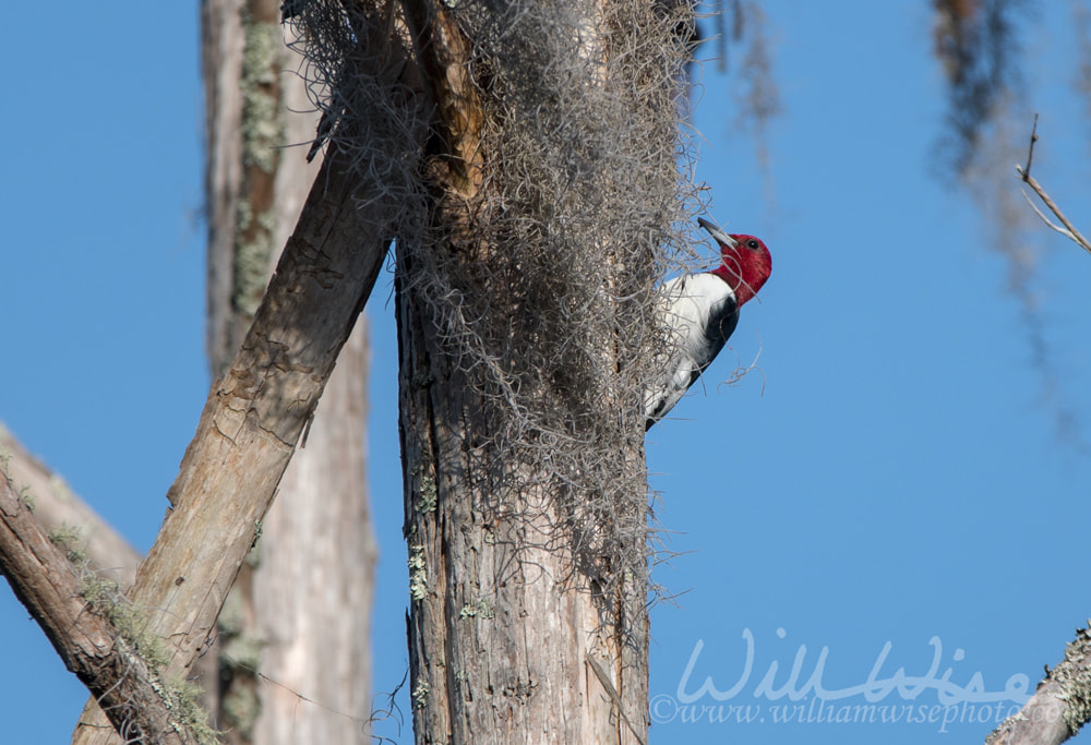Woodpecker picture