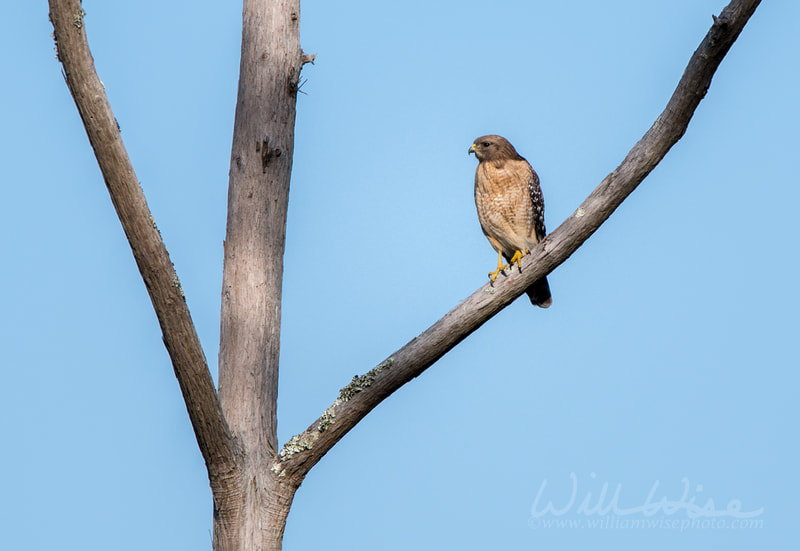 Hawk picture