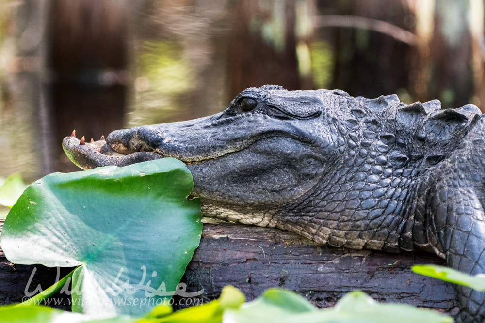Okefenokee Alligator with a deformed snout Picture