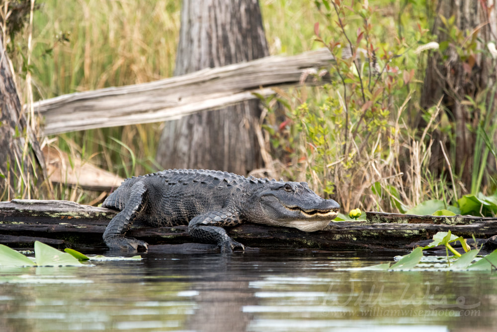 Okefenokee Swamp Alligator basking an a Cypress tree log Picture
