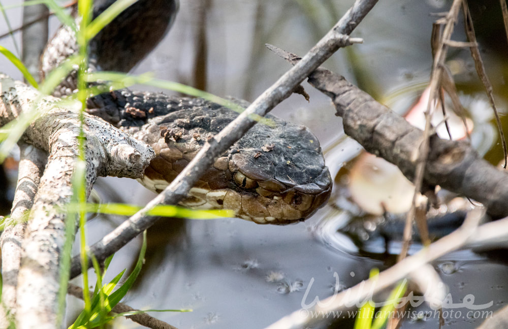 Cottomouth snake Picture