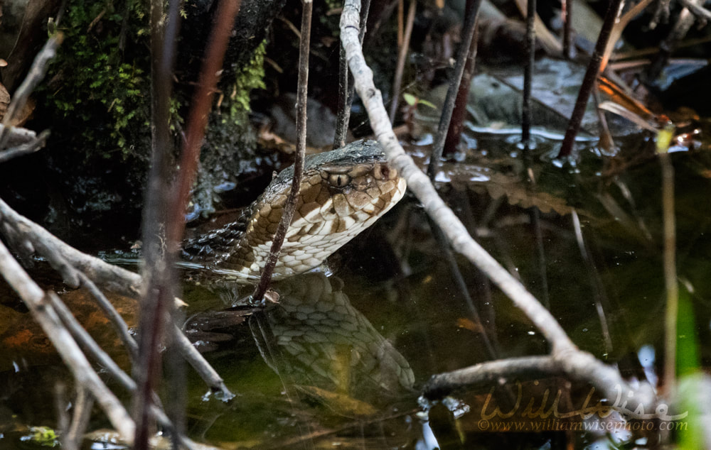 Cottomouth snake Picture