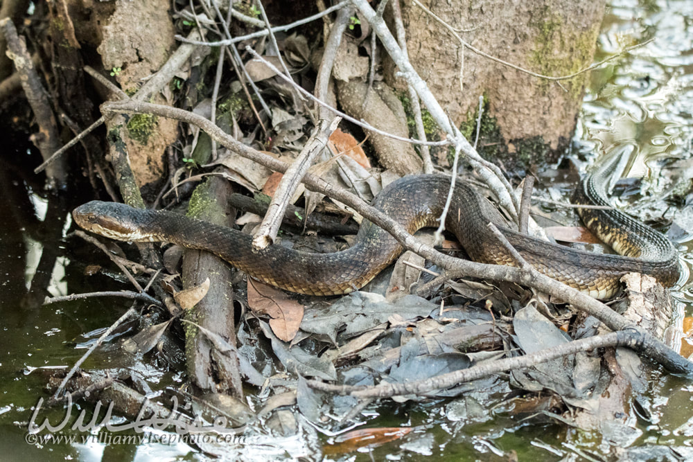Cottomouth snake Picture