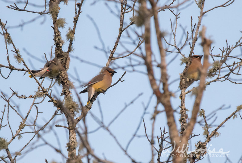 Cedar Waxwing bird picture