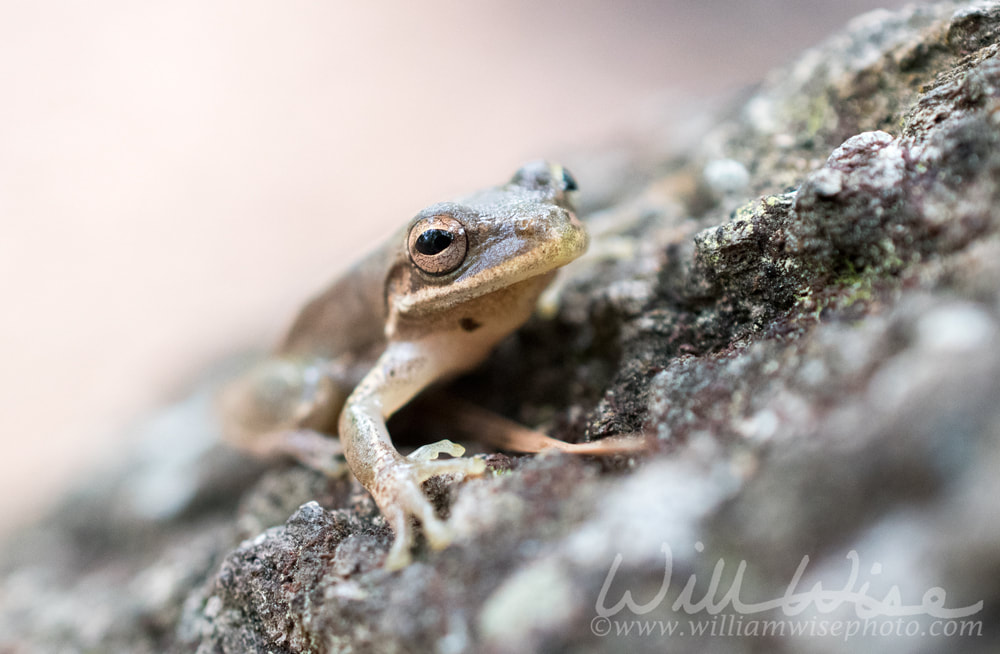 Squirrel Tree Frog, Okefenokee Swamp Georgia Picture