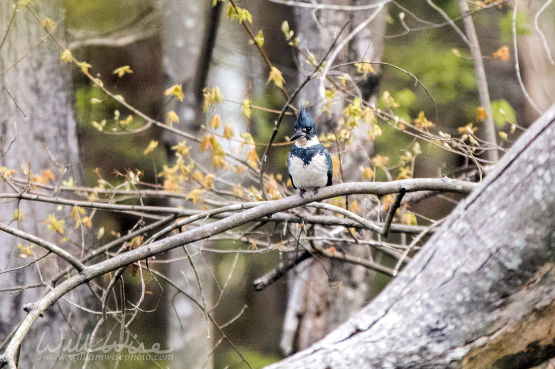 Kingfisher Picture