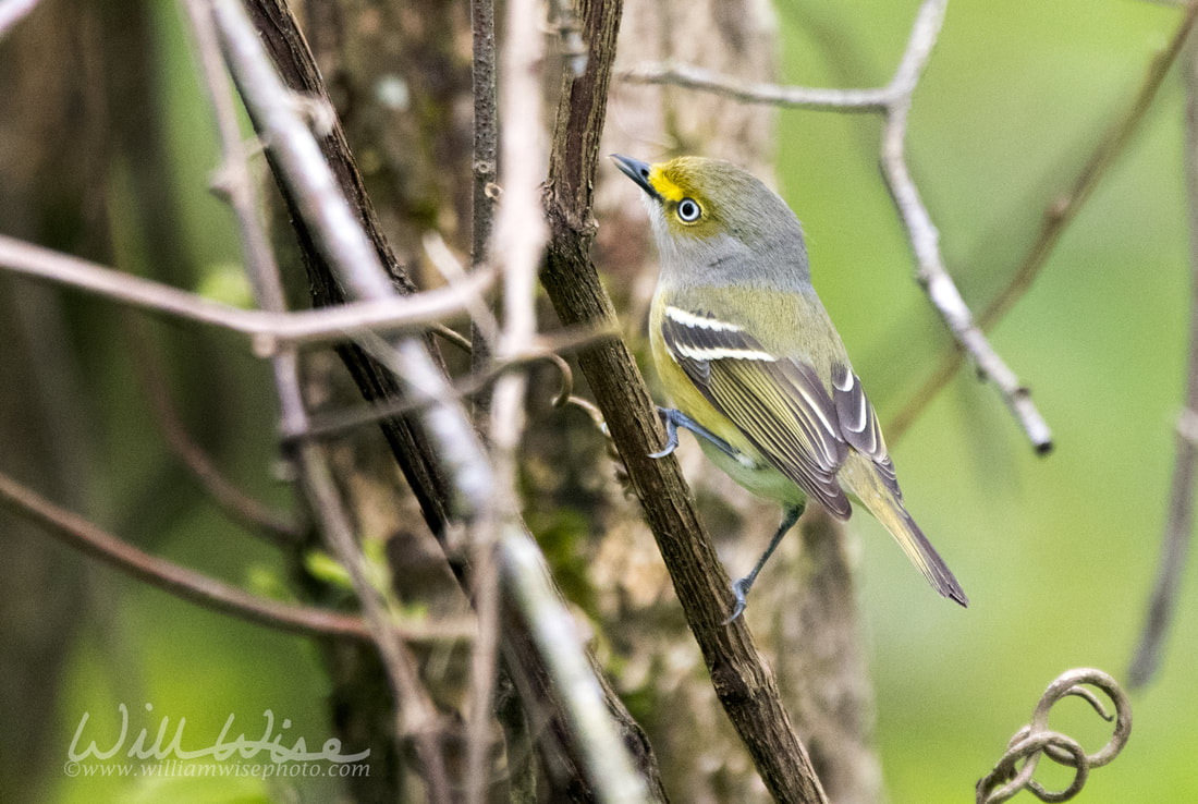 White Eyed Vireo Picture
