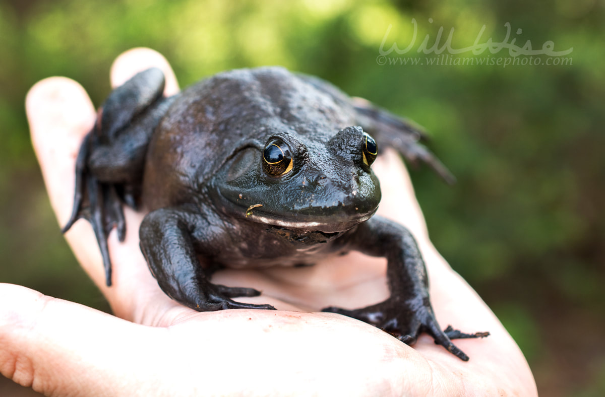 Giant American Bullfrog, Georgia Picture