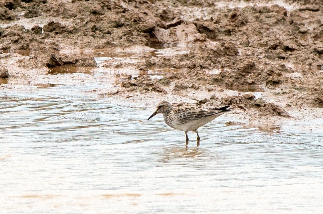 Pectoral Sandpiper Picture
