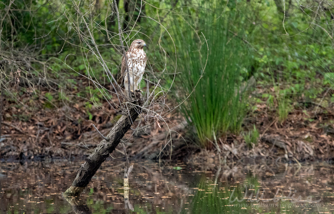 Hawk Picture