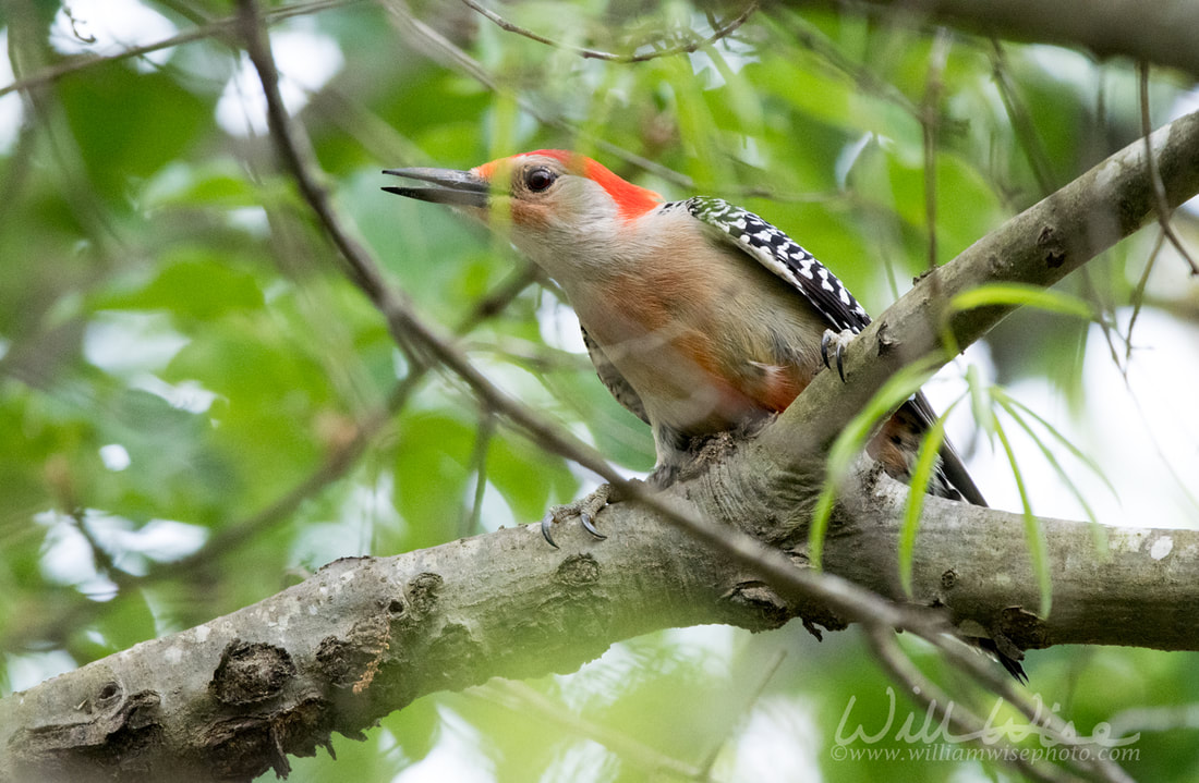 Woodpecker Picture