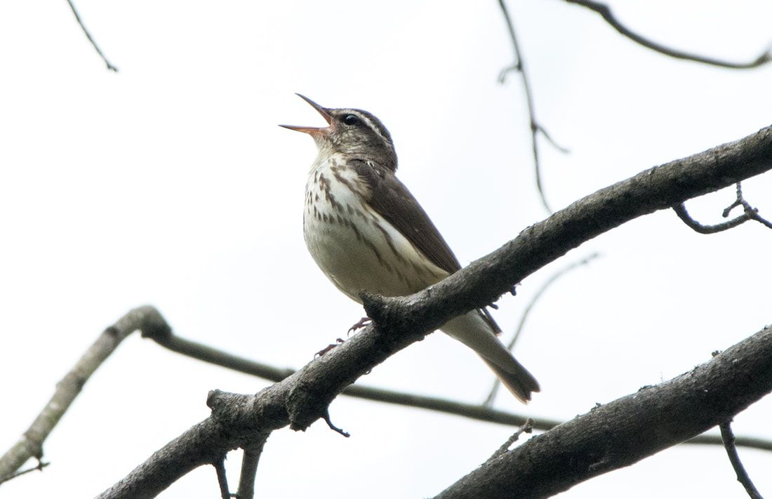 Louisiana Waterthrush Picture
