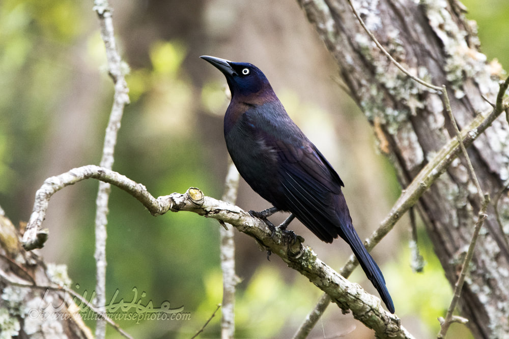 Common Grackle Picture