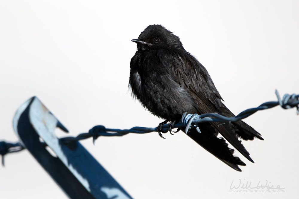 Purple Martin bird perched on barbed wire fence, Georgia Picture