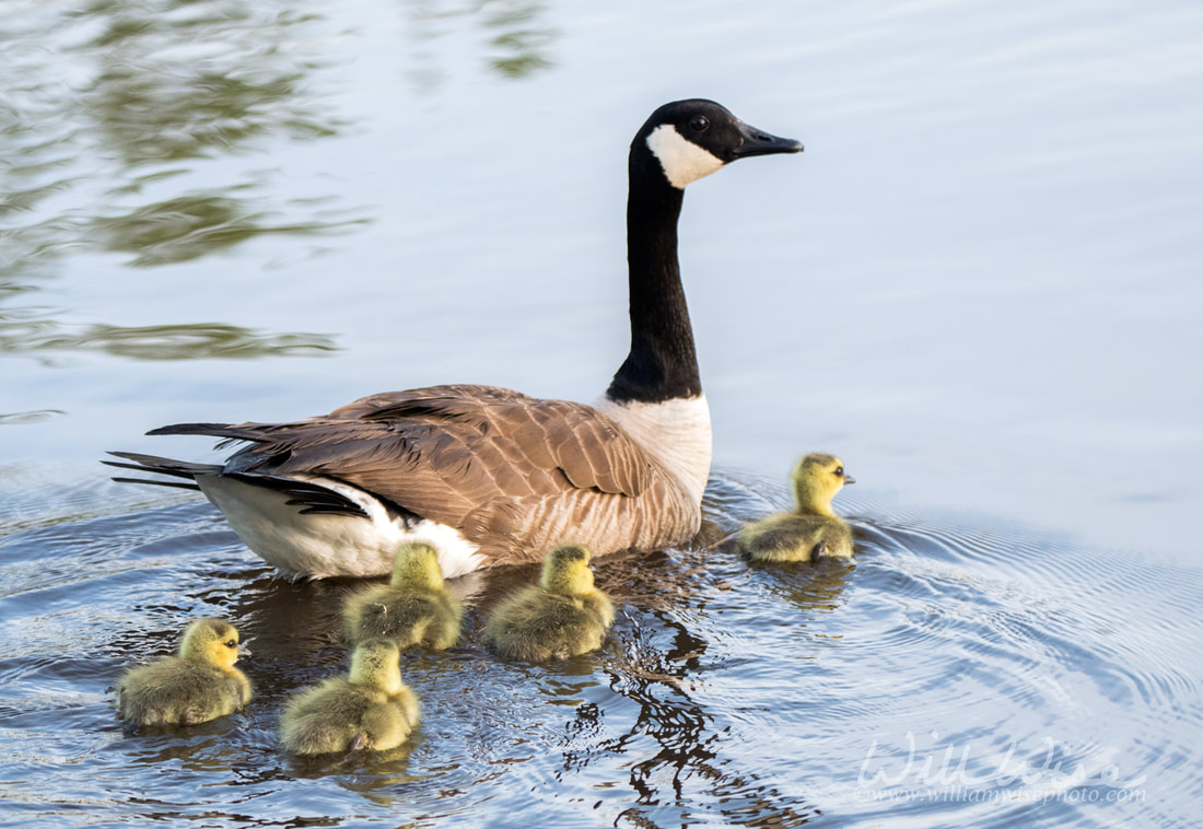 Canada Goose and goslings Picture