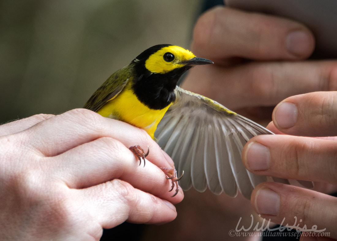 Hooded Warbler Bird Banding Picture