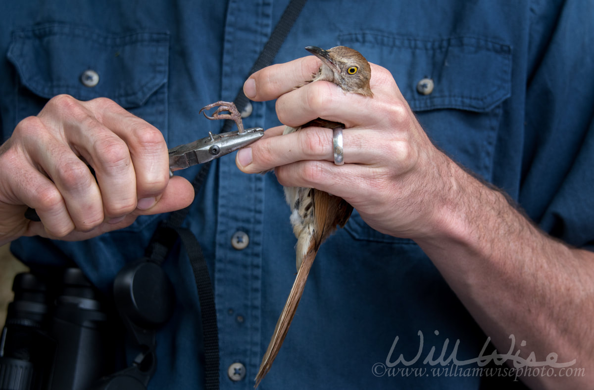 Brown Thrasher bird banding Picture