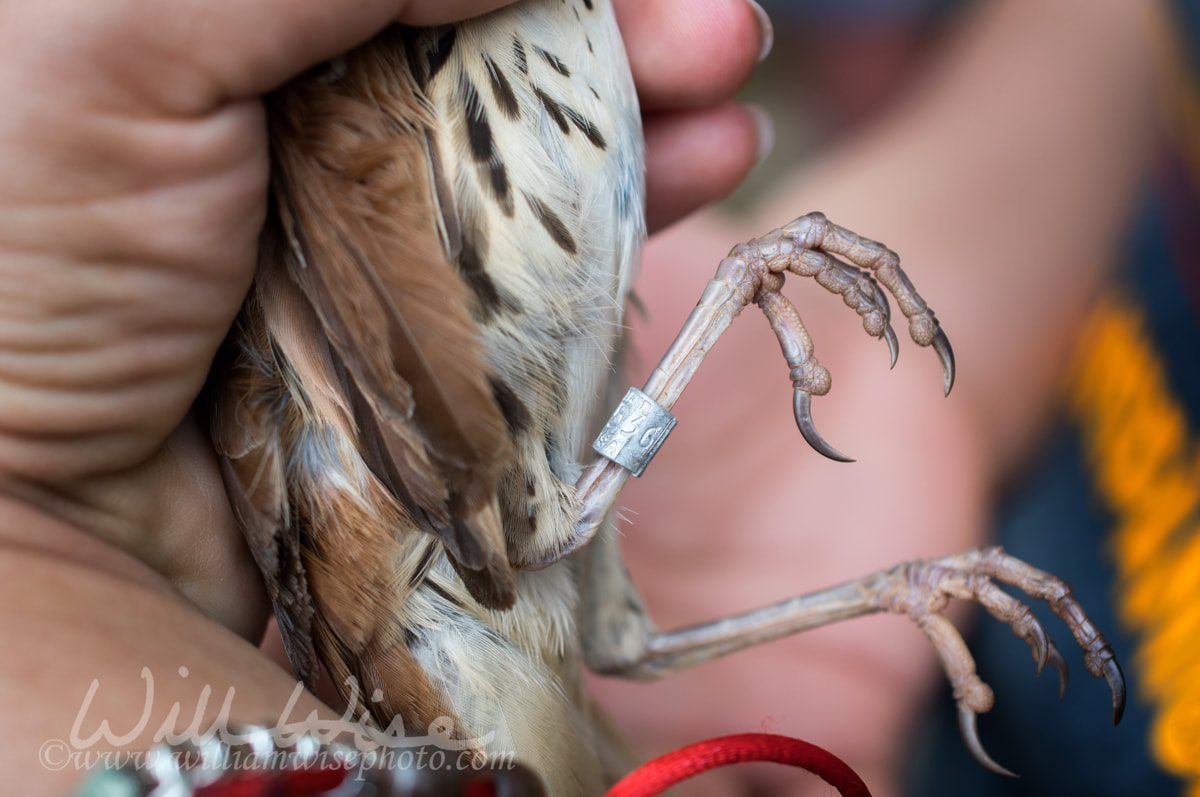Brown Thrasher Bird Band Picture