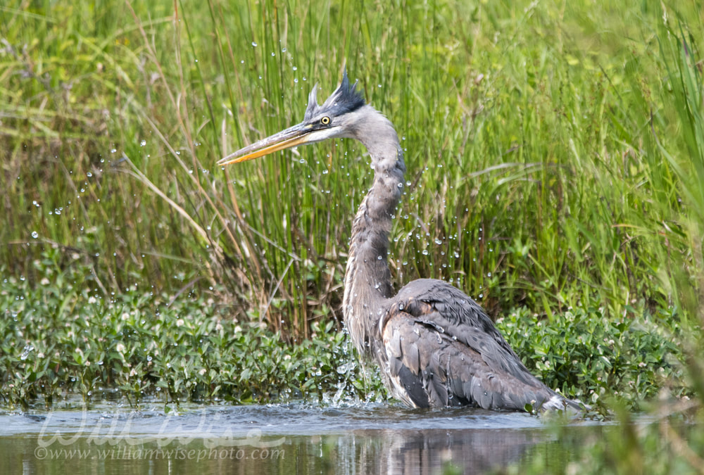 Great Blue Heron Picture