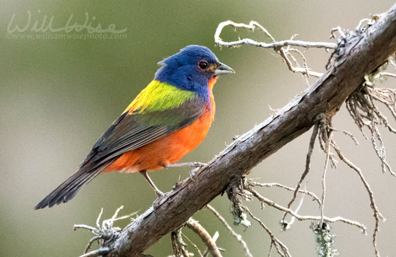 Painted Bunting Creation Speaks Picture