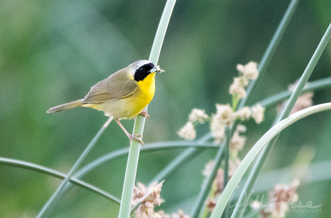 Common Yellowthroat Picture