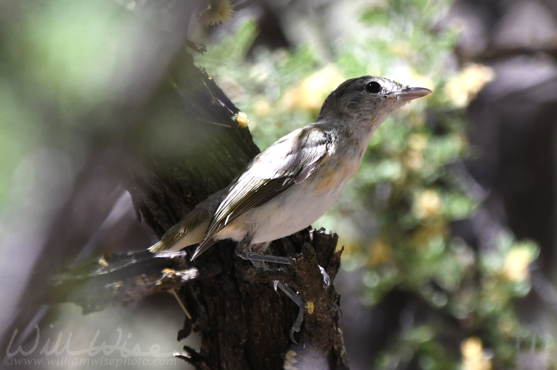 Bells Vireo Picture