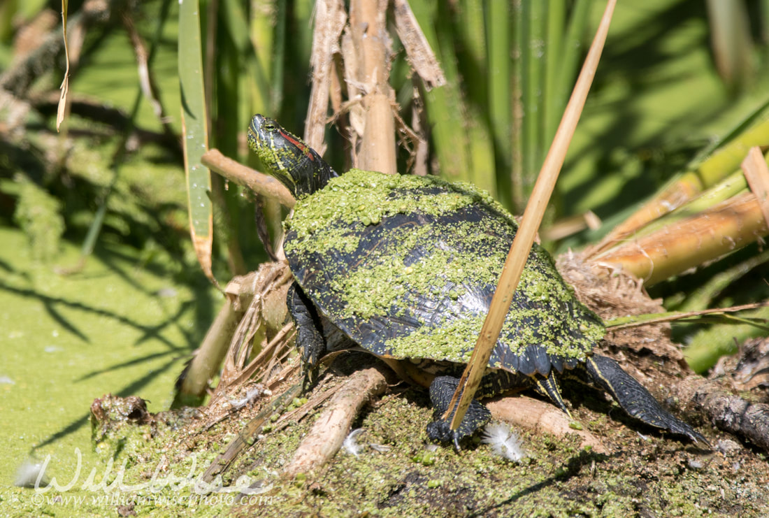 Slider Turtle in Sweetwater Wetlands Park, Tucson Arizona Picture