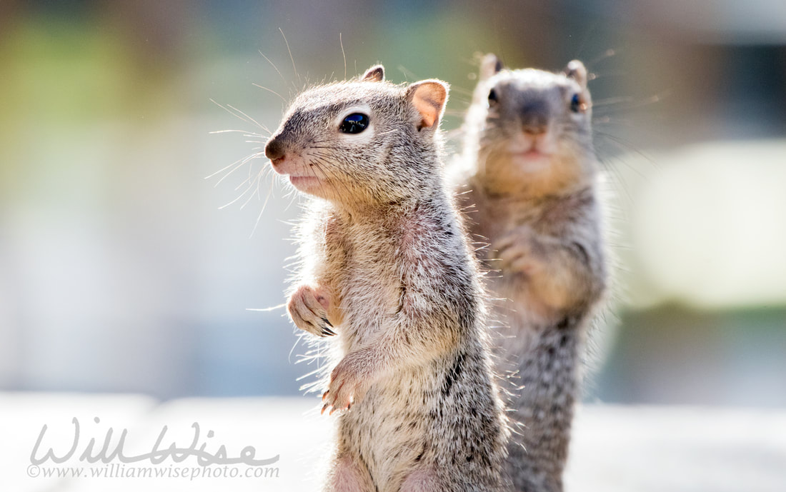 	Baby Rock Squirrels, Tucson Arizona Picture