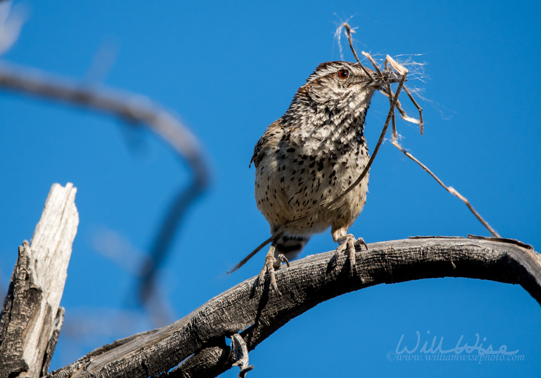 Cactus Wren carrying nesting material Picture