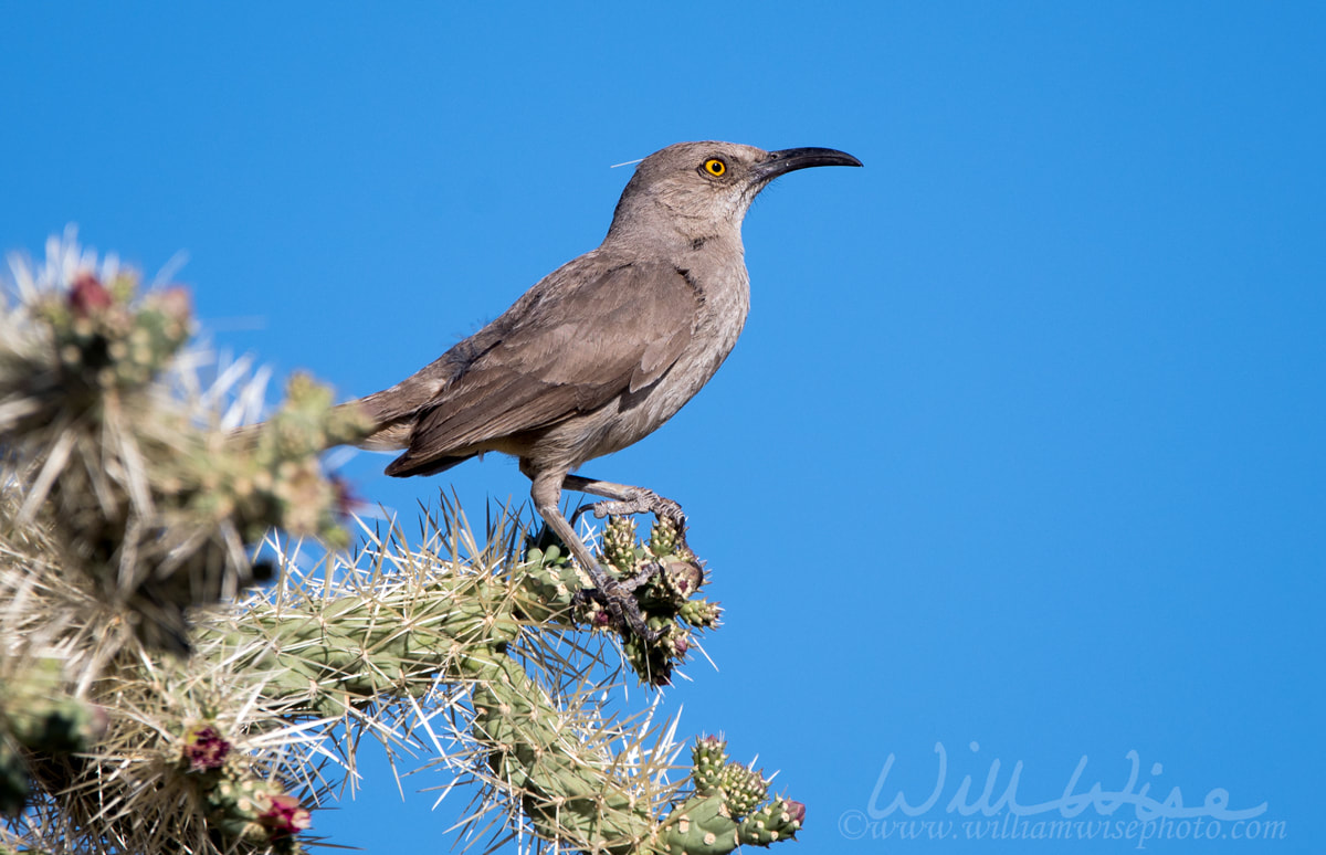 Curve Billed Thrasher bird on Cholla cactus in the Arizona Desert Picture