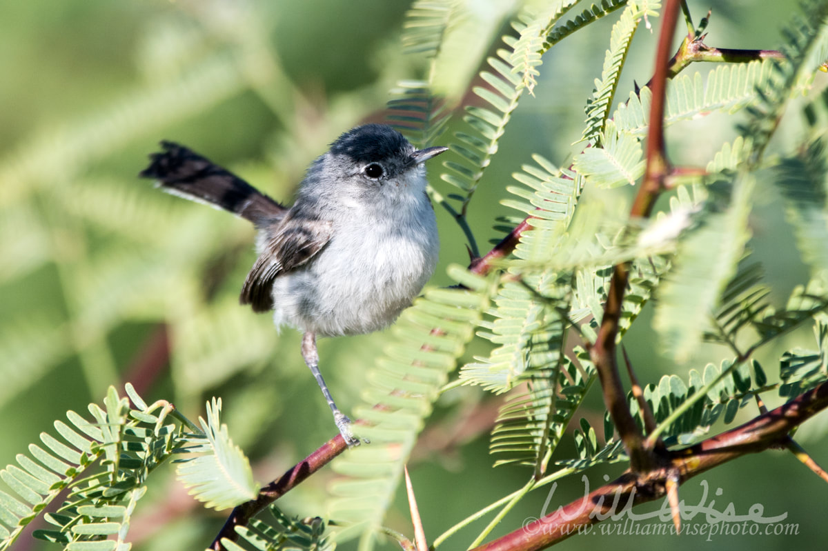 Black Tailed Gnatcatcher bird, Tucson Arizona Picture