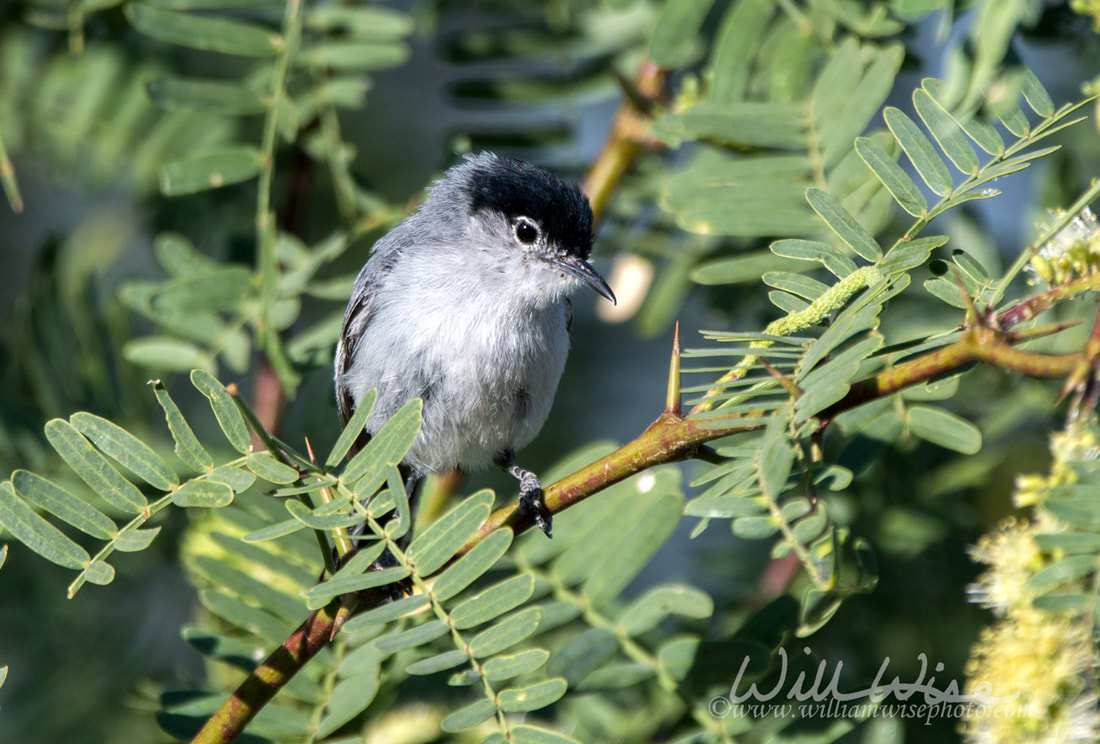 Black Tailed Gnatcatcher bird, Tucson Arizona Picture