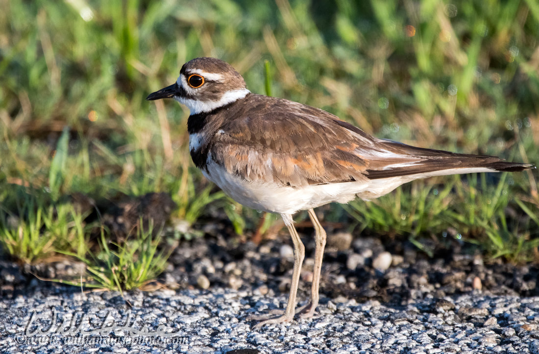 Killdeer plover bird, Georgia Picture