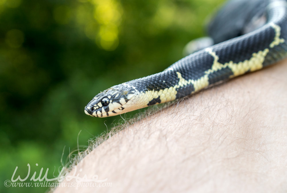 Eastern Kingsnake, Georgia Picture