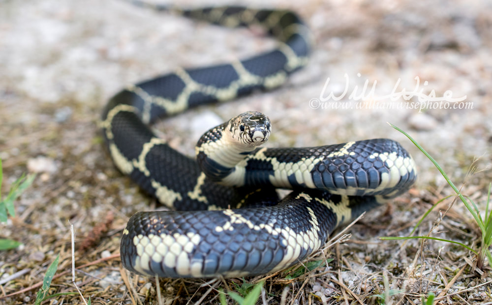 Eastern Kingsnake, Georgia Picture