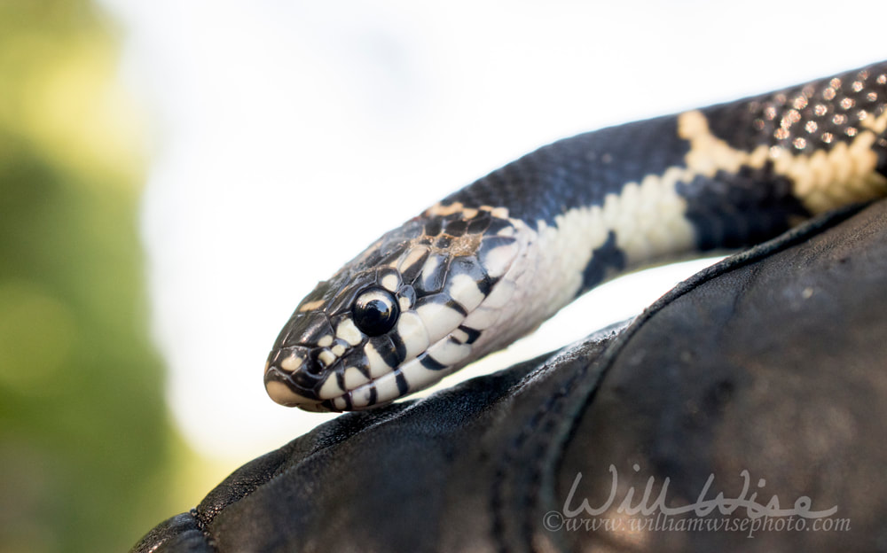 Eastern Kingsnake, Georgia Picture