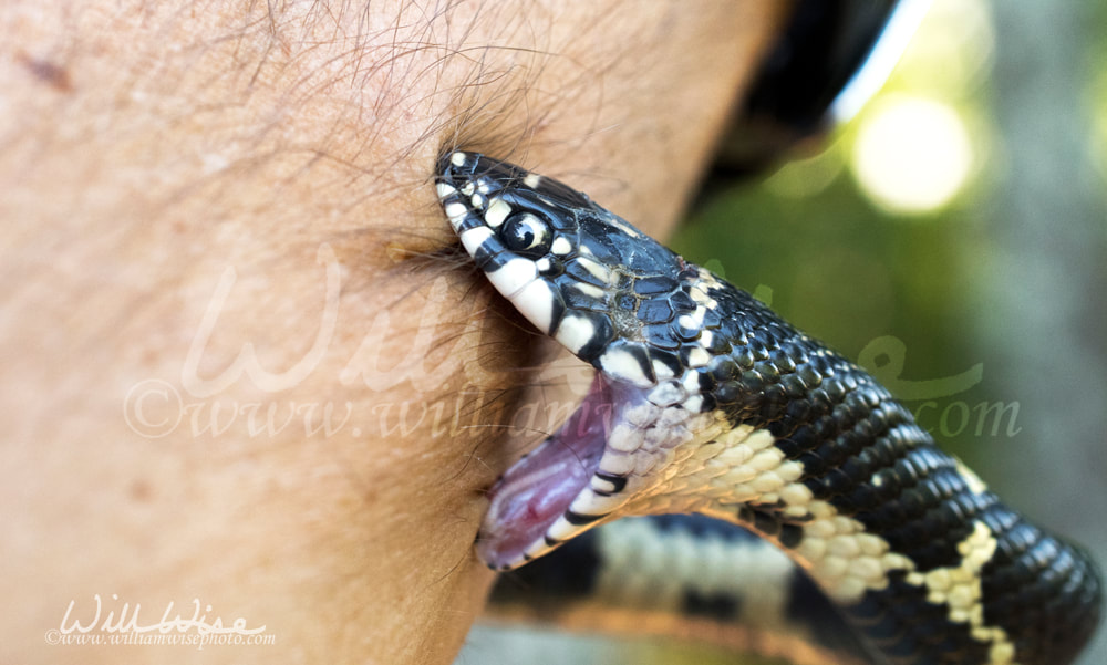 Snake bite arm Picture