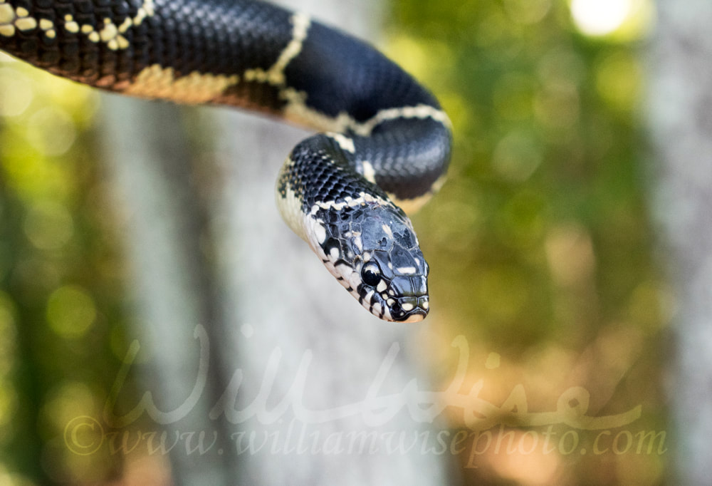 Eastern Kingsnake coiled in tree, Georgia Picture