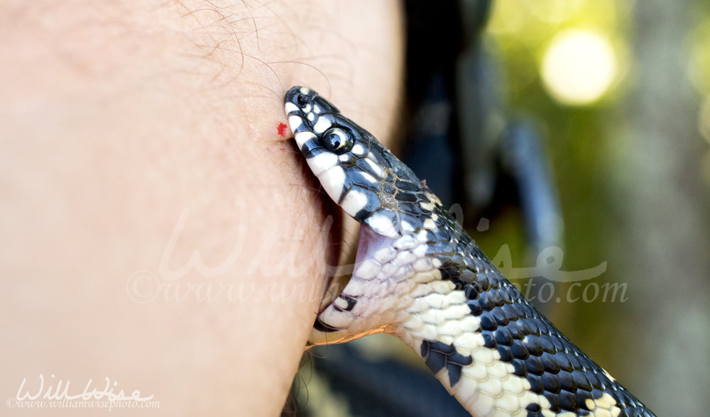 Snake bite close up Picture
