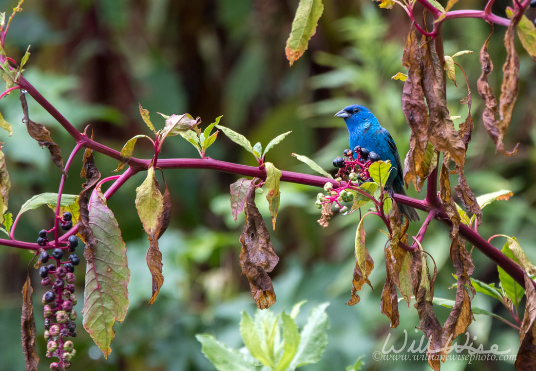 Indigo Bunting in Pokeberry plant habitat Picture