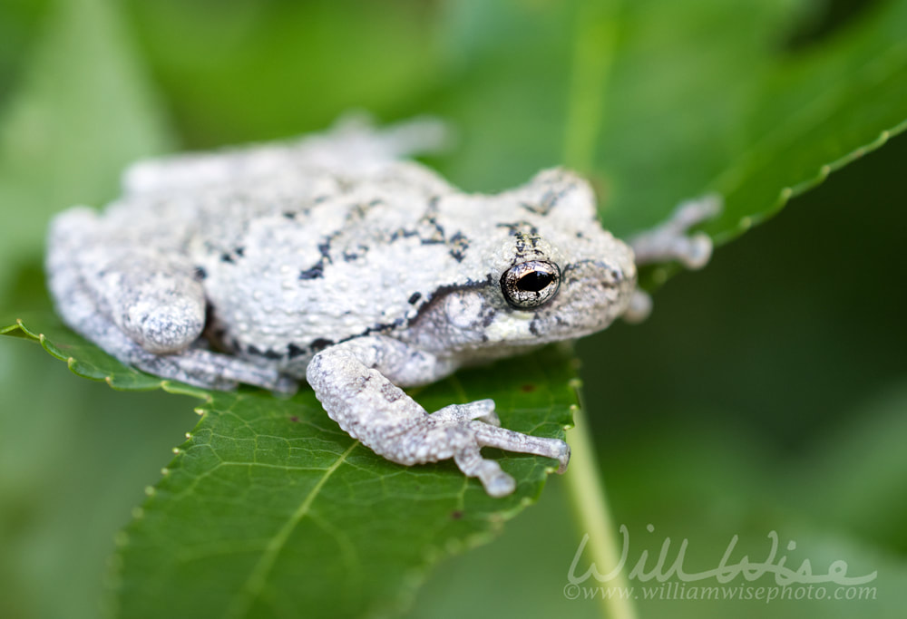 Gray Tree Frog on a Sweetgum tree leaf in a Georgia Forest Picture