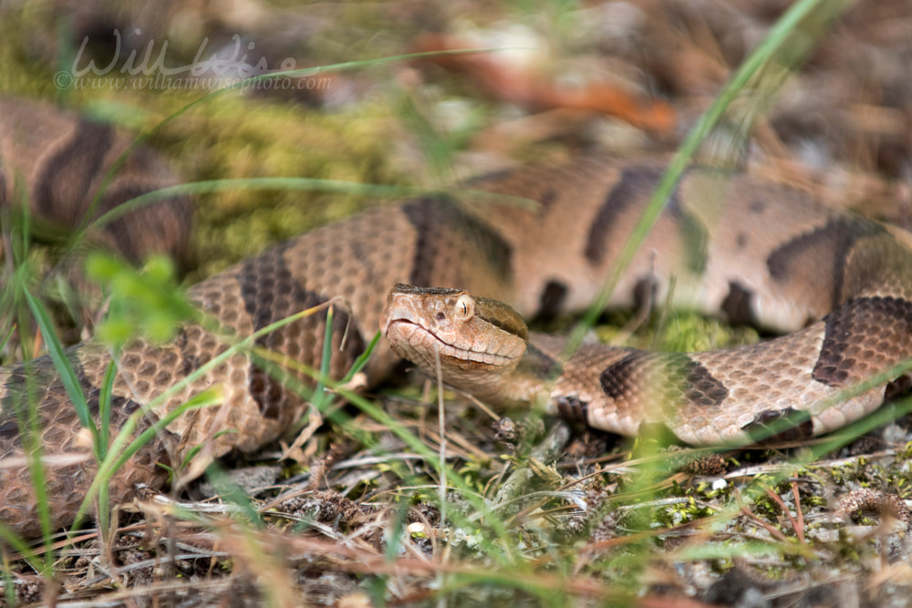 Copperhead Pit Viper snake coiled in the grass Picture