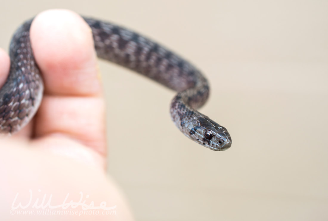 Dekays Brown Snake held in hand Picture