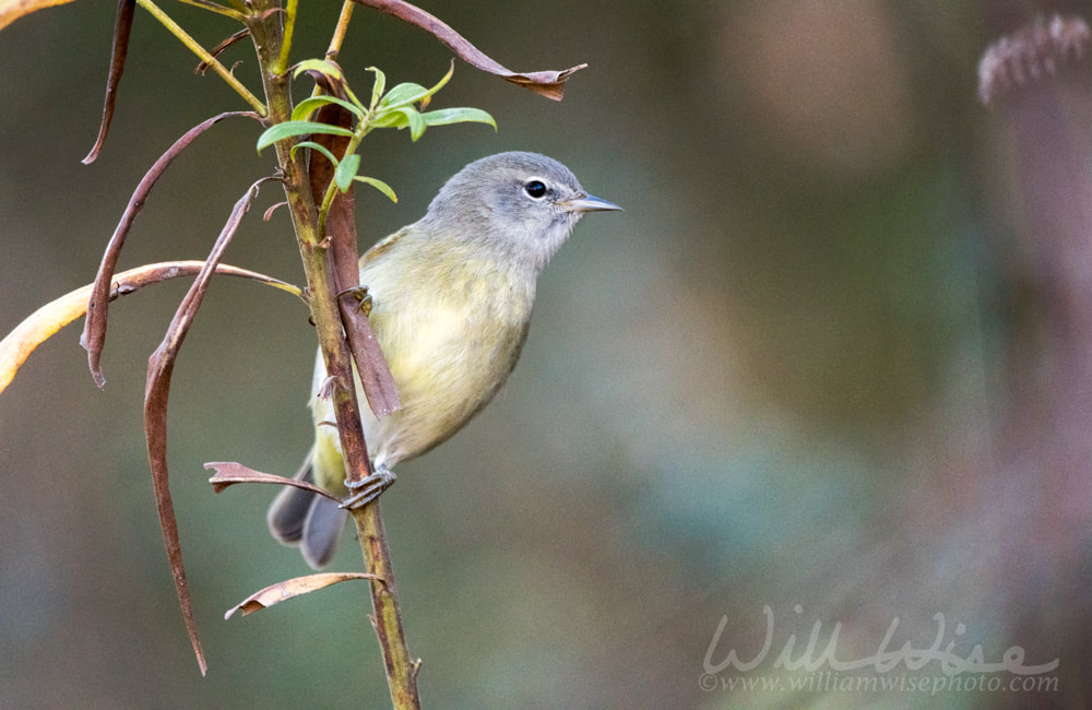 Orange Crowned Warbler Creation Speaks Picture