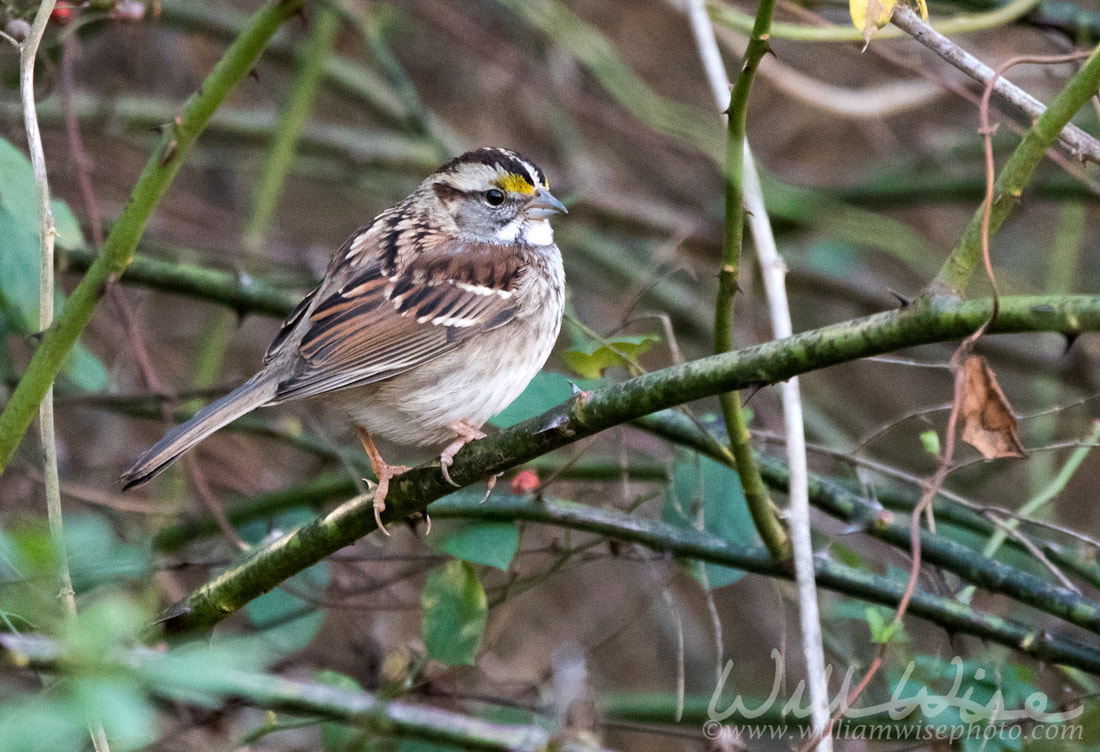 White-throated Sparrow Picture