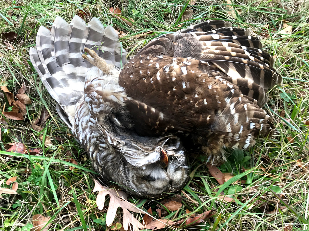 Barred Owl dead vehicle collision Picture