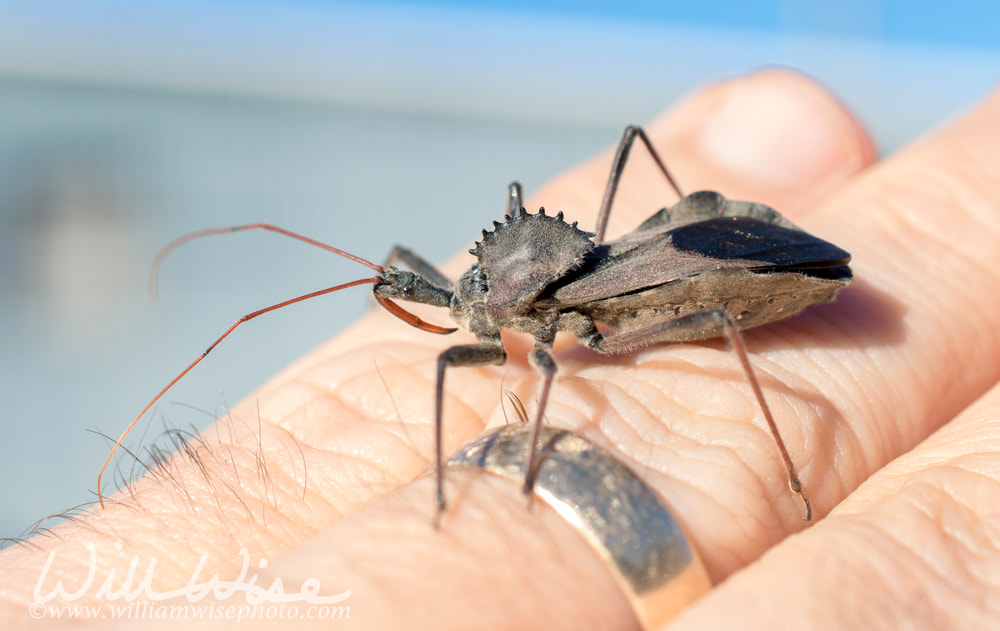 Assassin Wheel Bug Arilus, crawling on hand, Georgia Picture