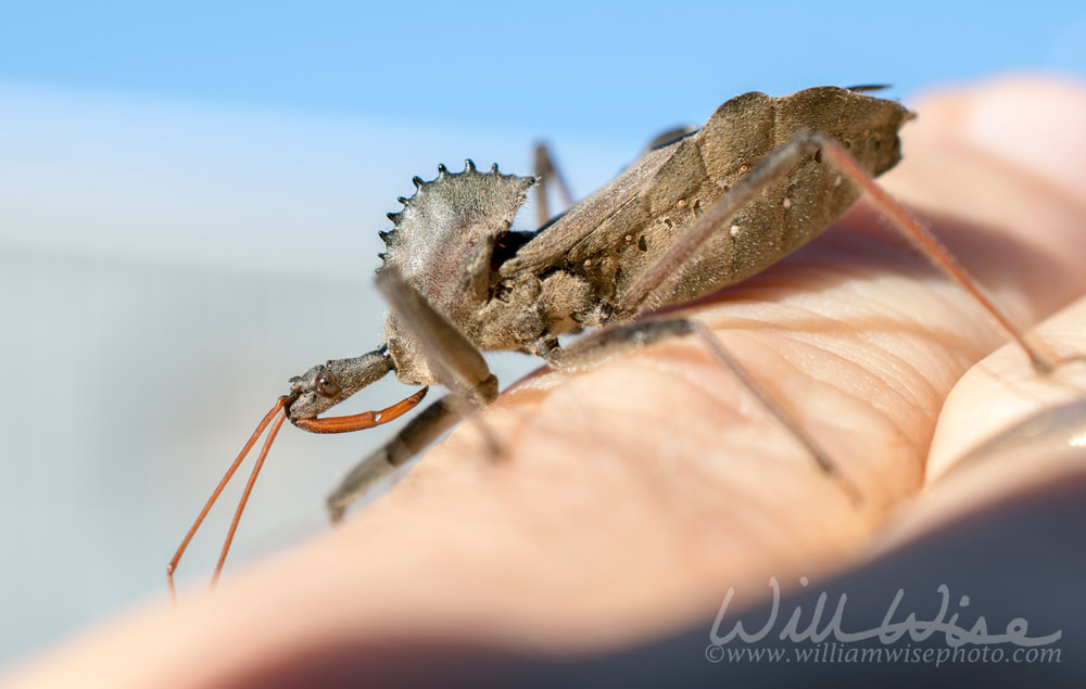 Assassin Wheel Bug Arilus, crawling on hand, Georgia Picture
