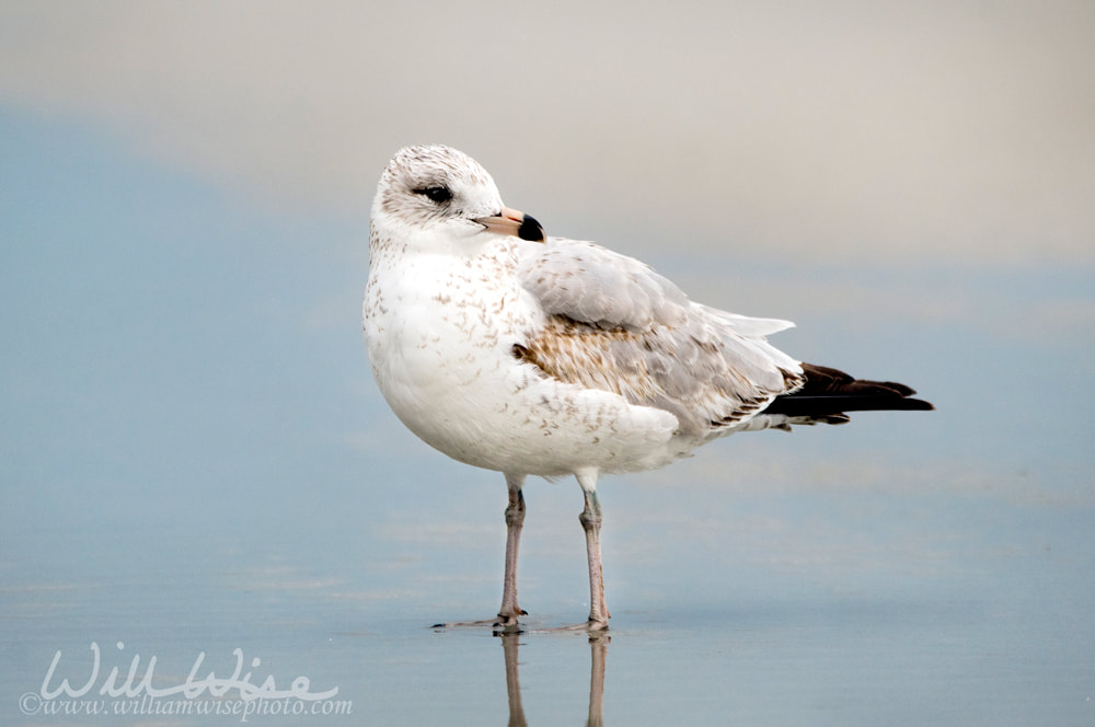 Seagull on the beach at Hilton Head Island Beach, South Carolina Picture