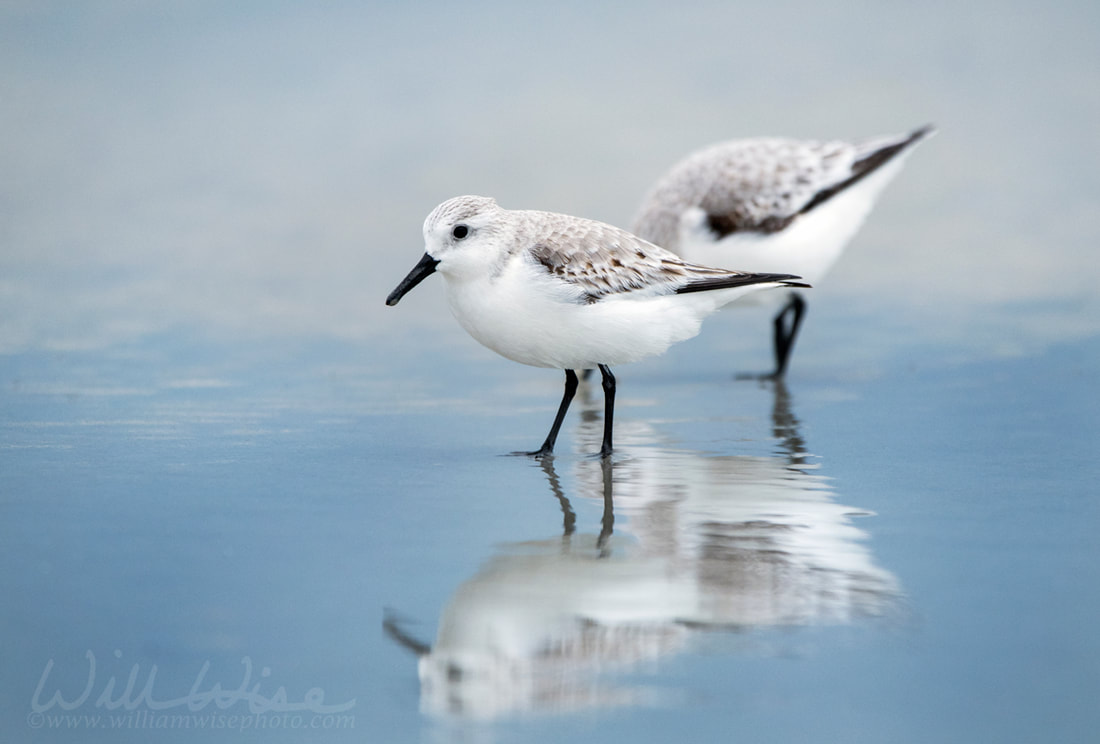 Sanderling sandpiper shore bird on Hilton Head Island Beach, South Carolina Picture